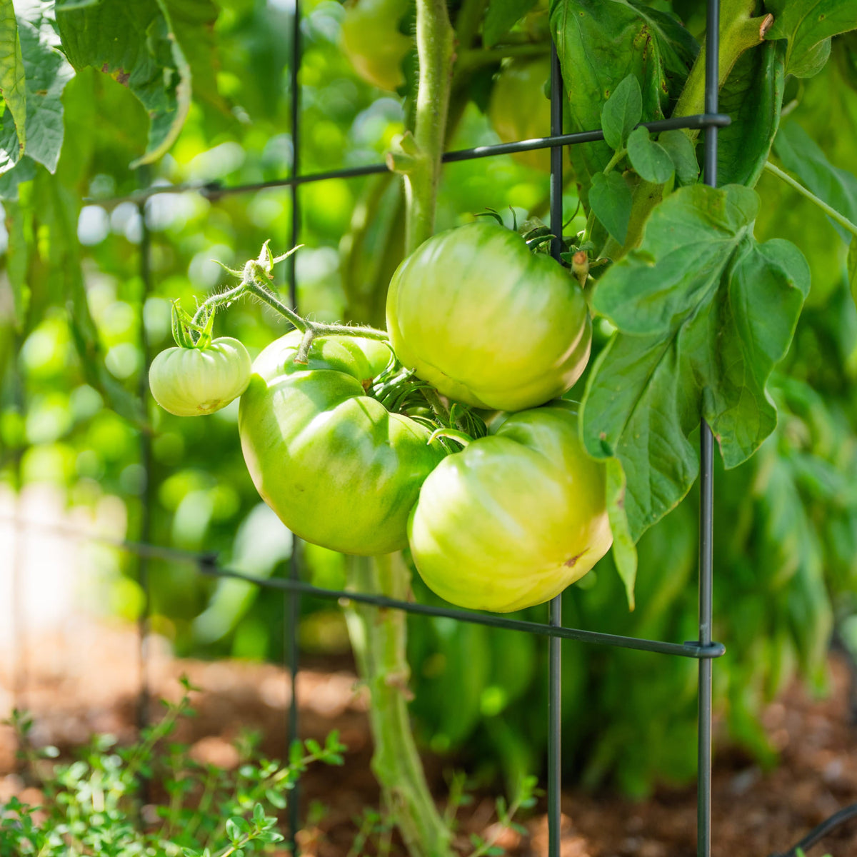 Product photo of modular square tomato cages, 11.5 inches