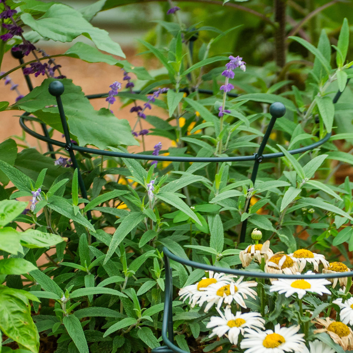 Trumpet Flower Support Cage, 2 Pack
