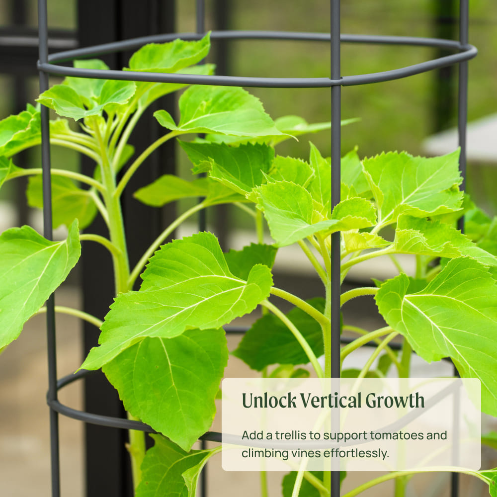 Adjustable Metal Trellis for Tomato Planter