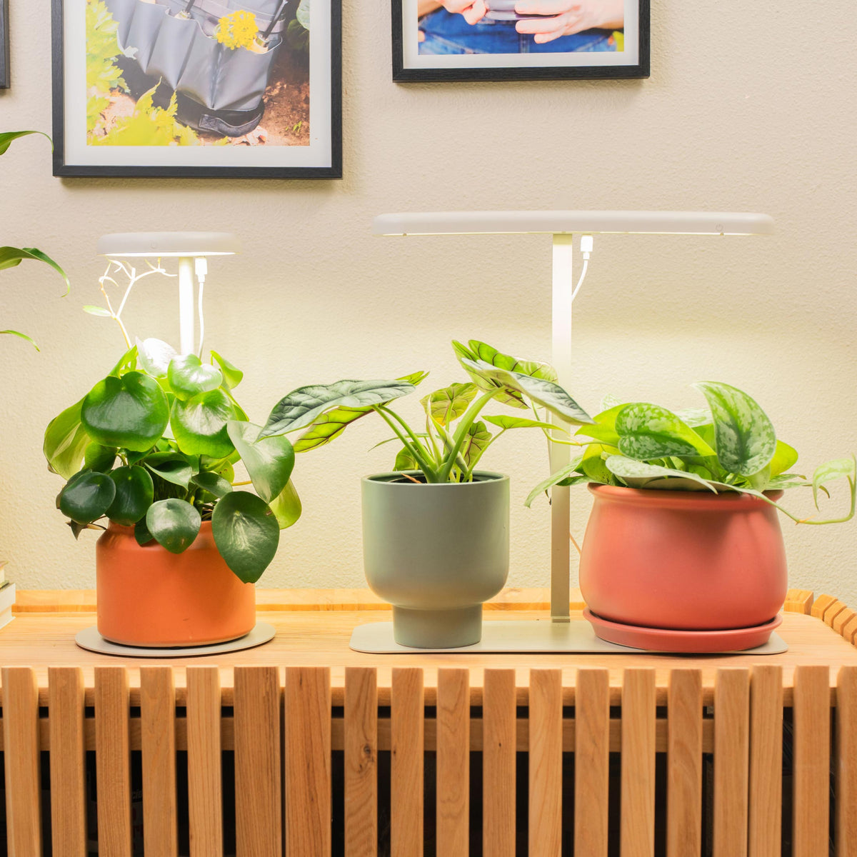 Product photo of mini indoor grow light stand