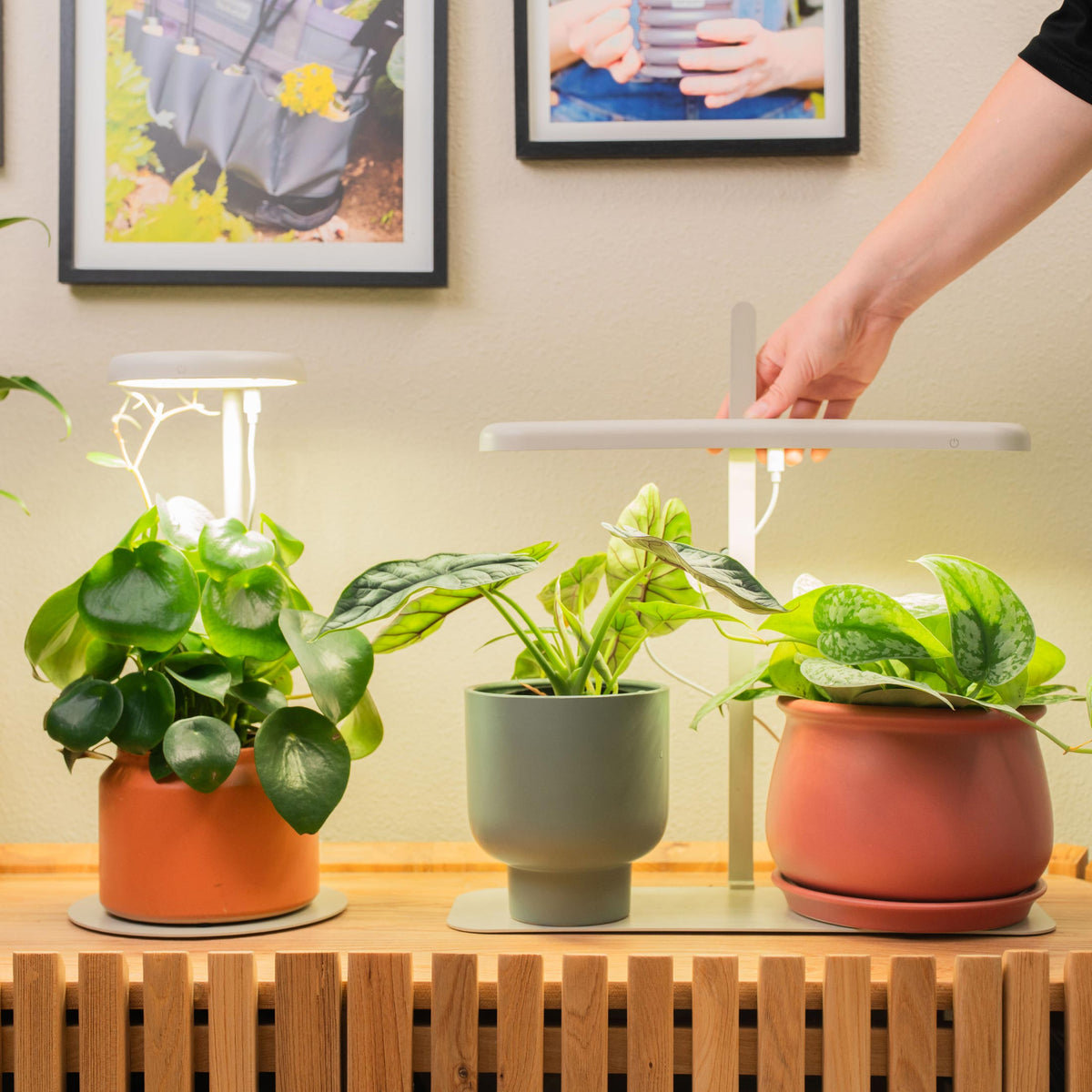 Product photo of starter indoor grow light stand