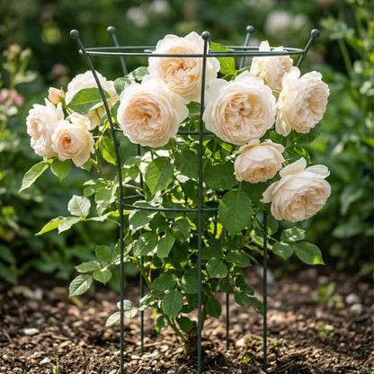 Trumpet Flower Support Cage, 2 Pack