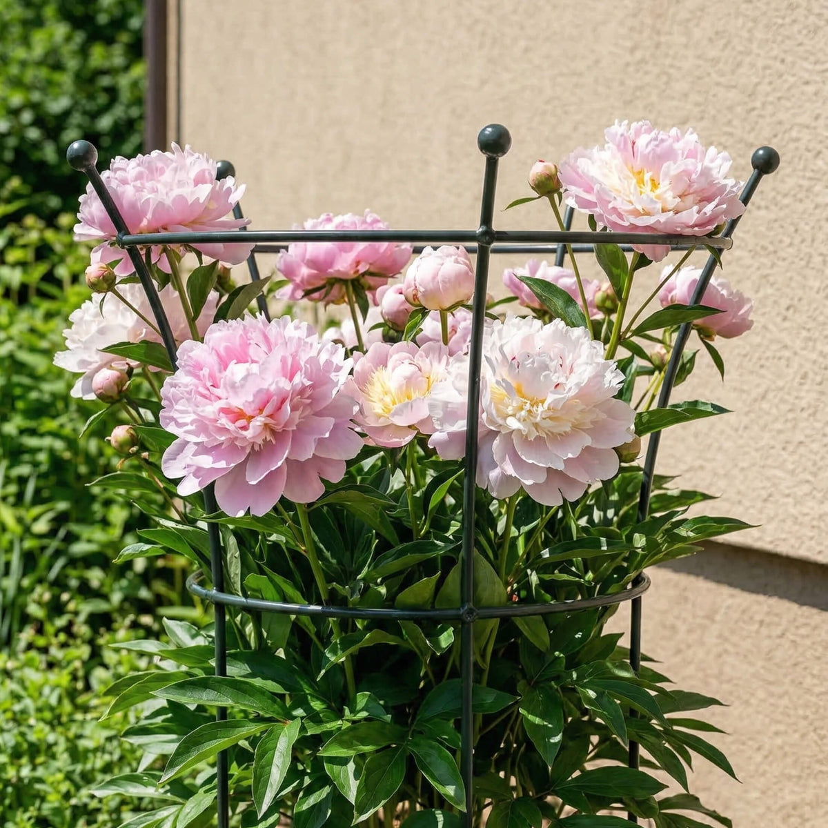 Trumpet Flower Support Cage, 2 Pack