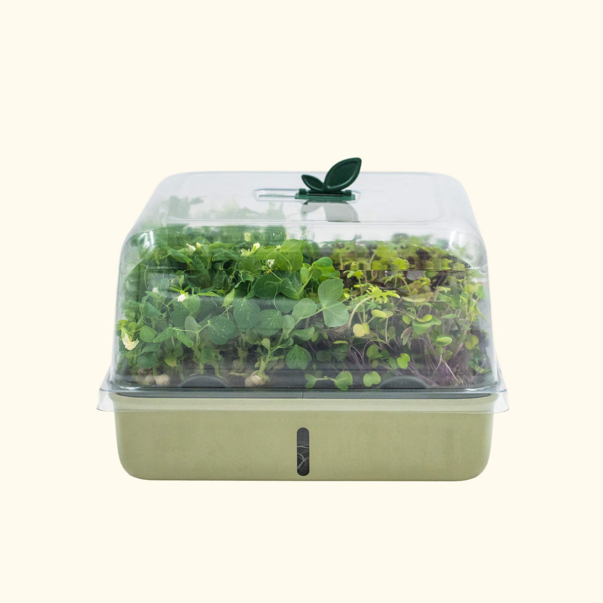 Product photo of microgreens planters, two pack