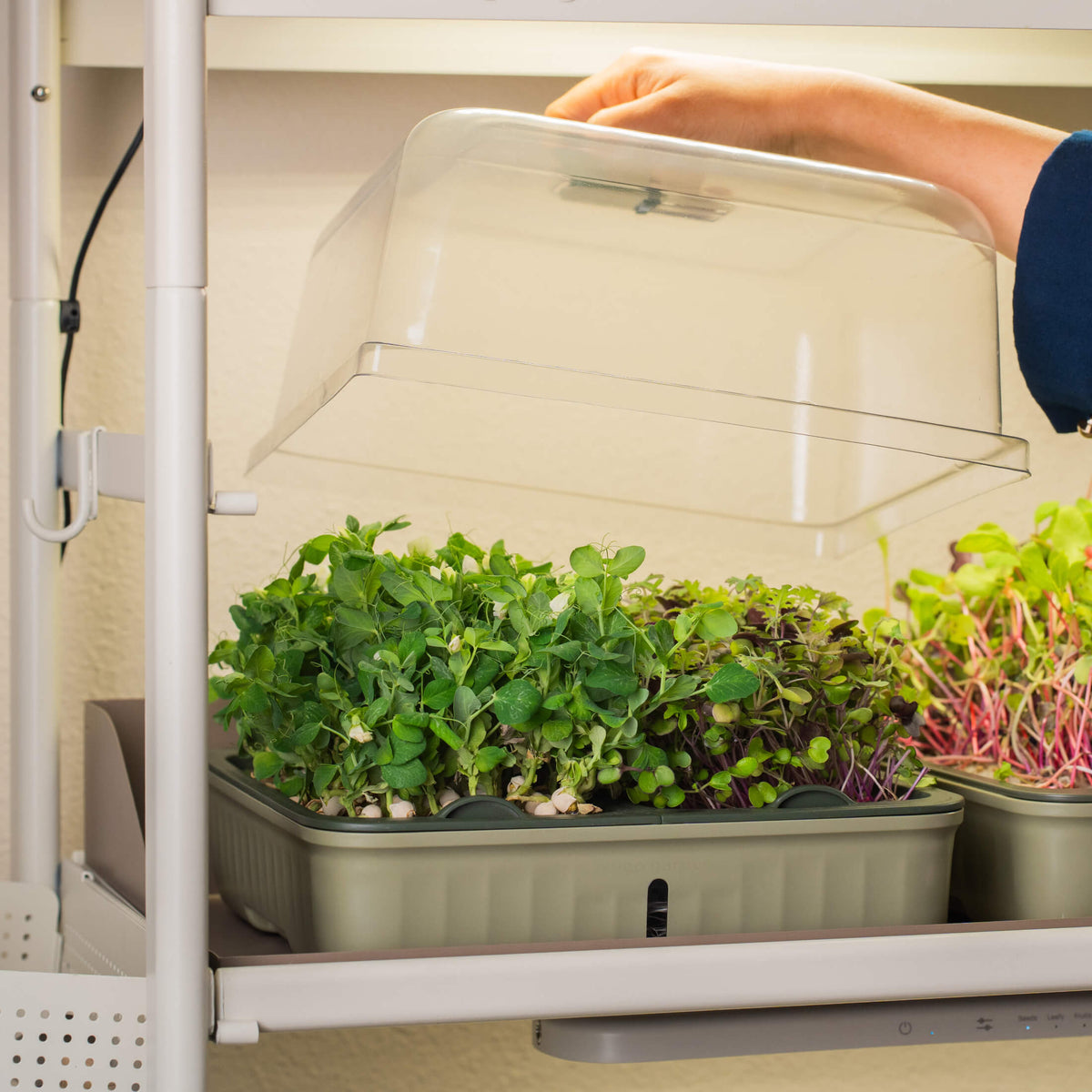 Product photo of microgreens planters, two pack