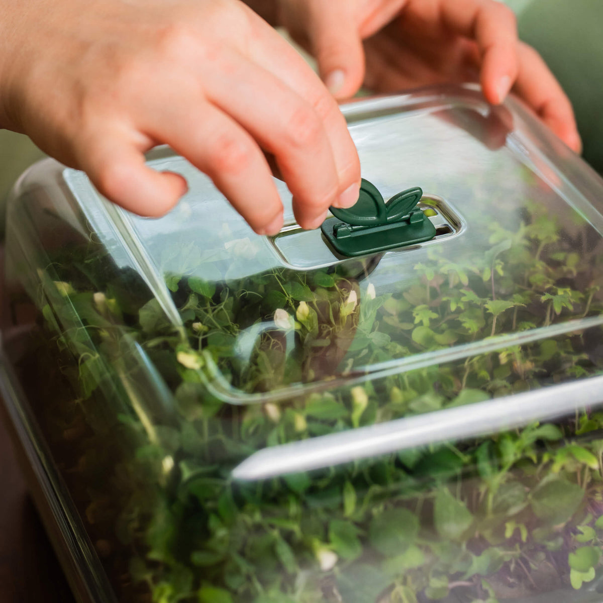 Product photo of microgreens planters, two pack