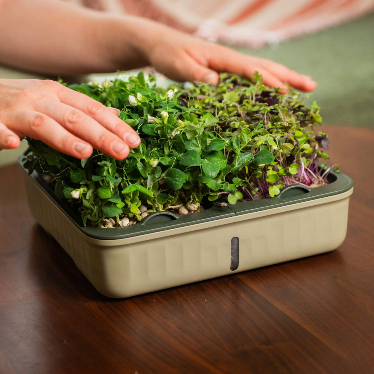 Product photo of microgreens planters, two pack