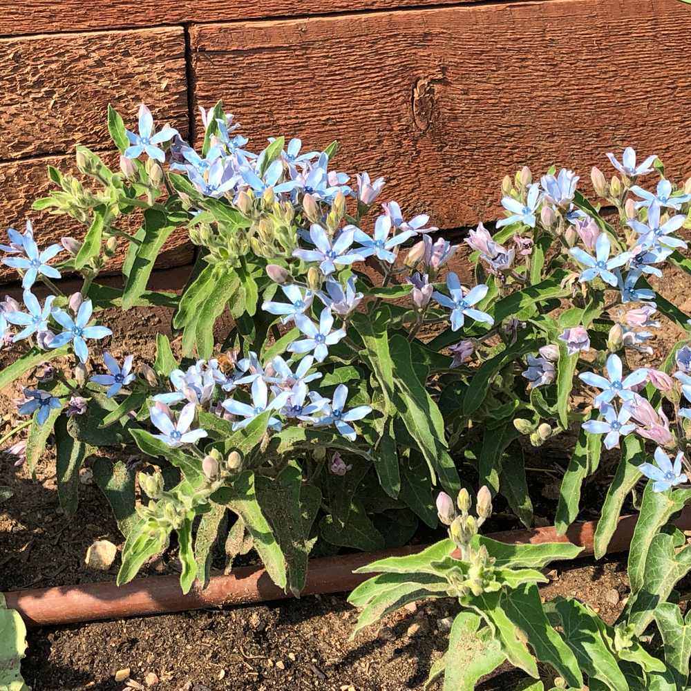 Tweedia Blue Milkweed Flower plants in the garden