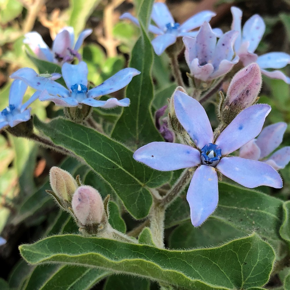Tweedia Blue Milkweed Flower plants in the garden