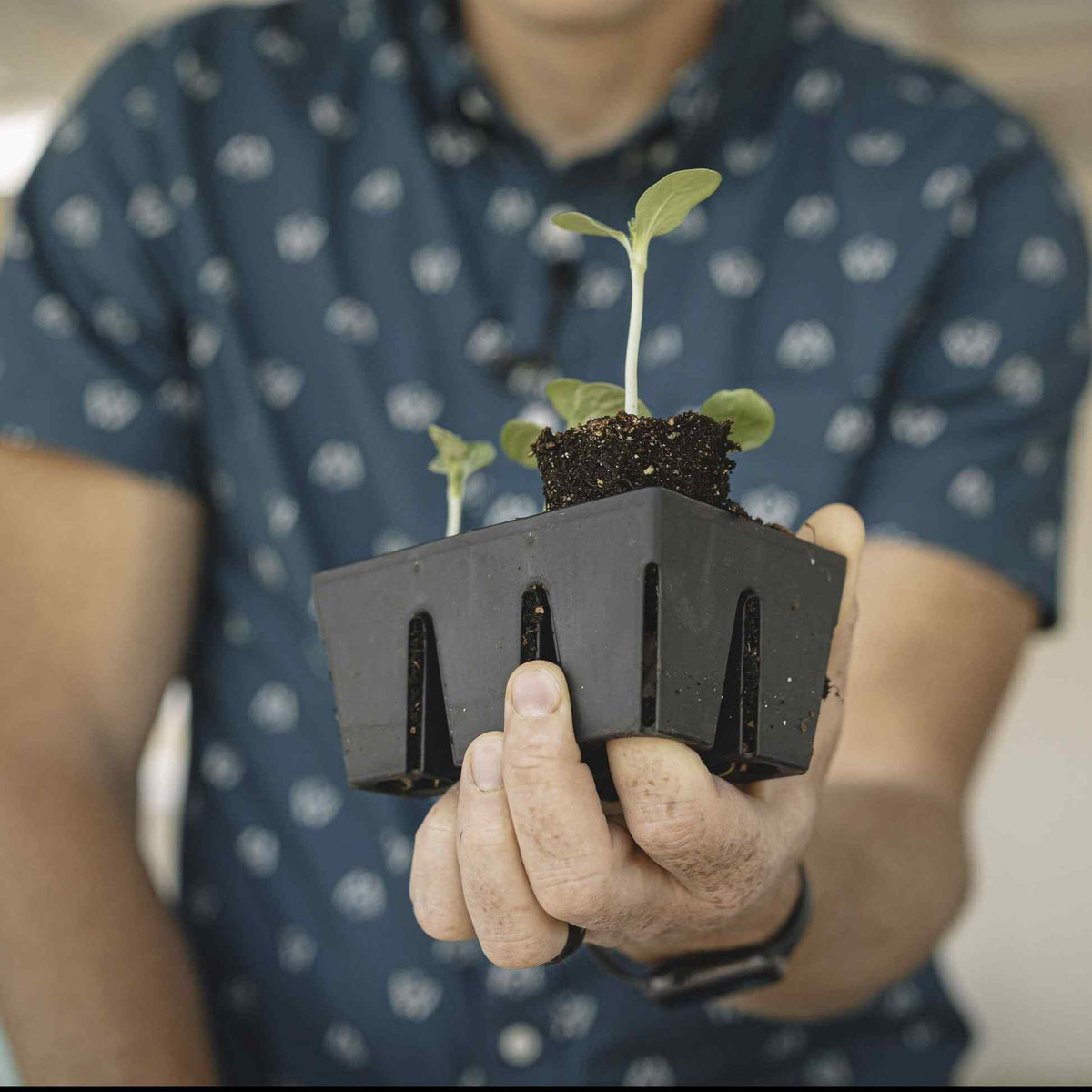 Product photo of six cell seed starting trays