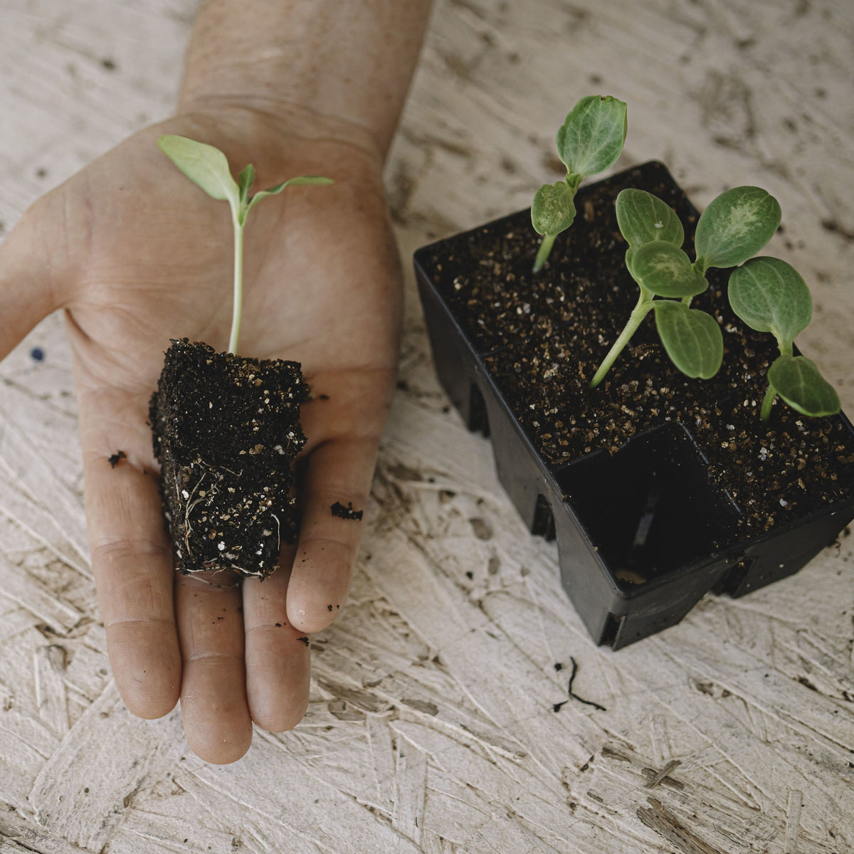 Product photo of six cell seed starting trays