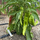 Big Jim New Mexico Chile Pepper seed packet