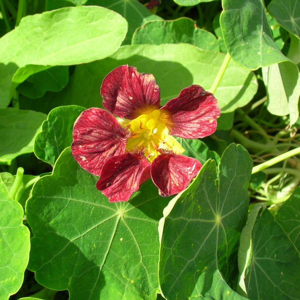 Product image of purple emperor trailing nasturtium seeds