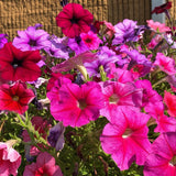 Garden Party Blend Petunia growing in a garden