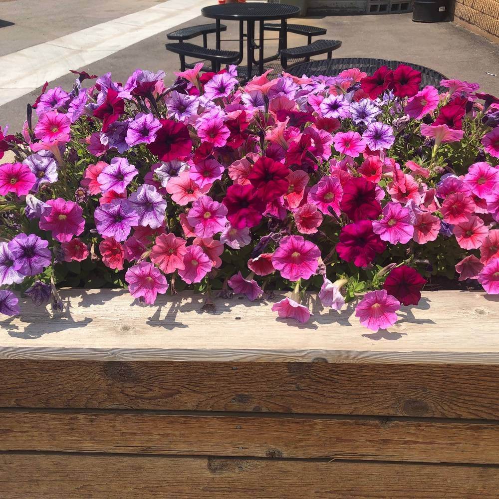 Garden Party Blend Petunia growing in a garden