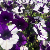 Purple Tie Dye Petunia seeds