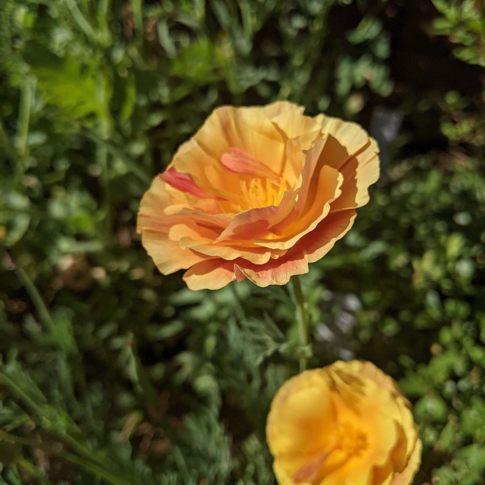 Product image of orange california poppy seeds