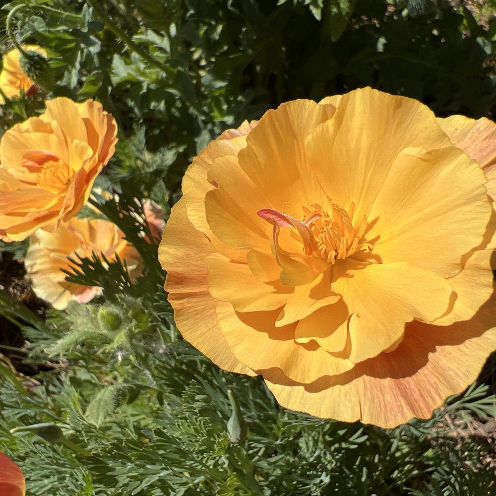 Product image of orange california poppy seeds