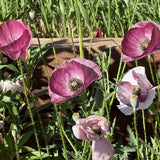 Pandora Poppy seed packet