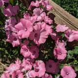 Pink Rose Mallow seed packet