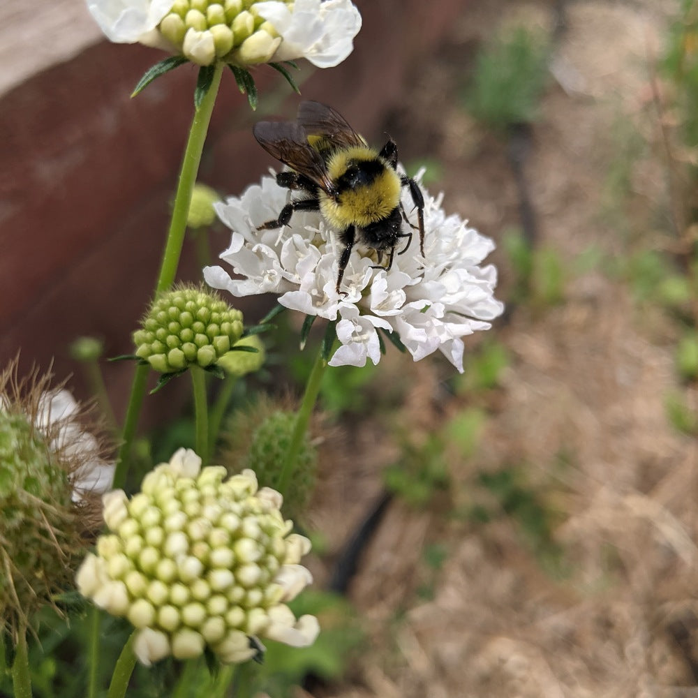 Snowmaiden Scabiosa seed packet