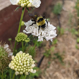 Snowmaiden Scabiosa seed packet