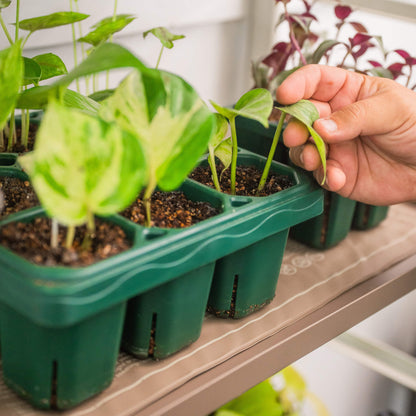 Seedling Heat Mat for 10 x 20 Inch Trays