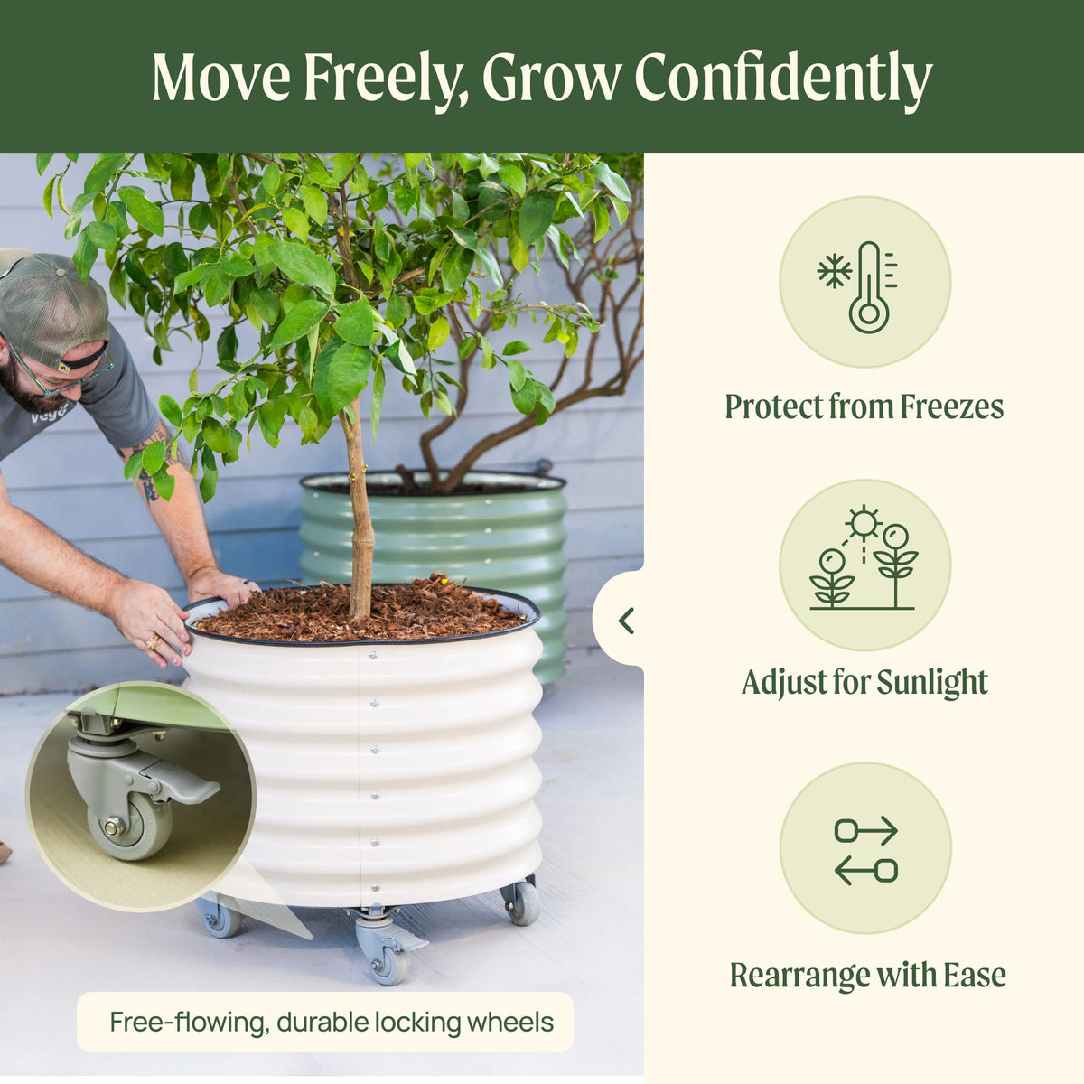 Product photo of rolling citrus planters, two 20-gallon pots