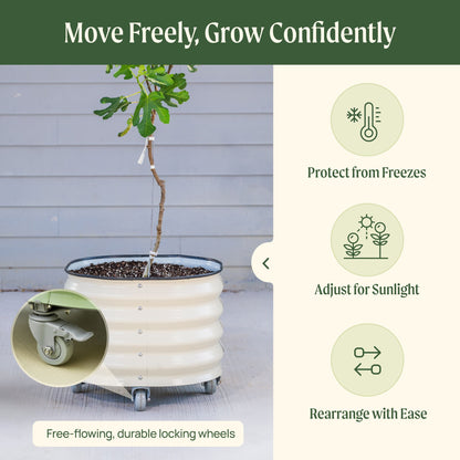 Product photo of rolling citrus planter, 45 gallons