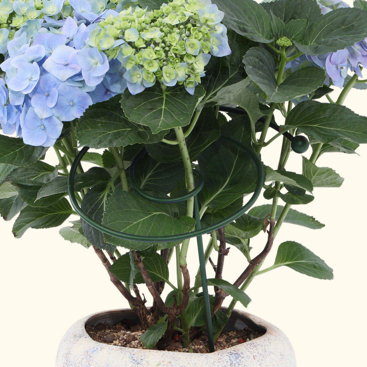 Spiral Single-Stem Plant Supports, 3 Pack