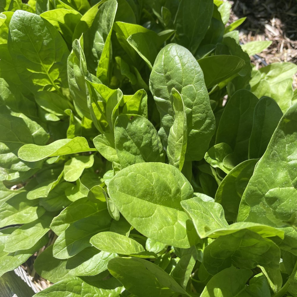 Space Spinach seed packet