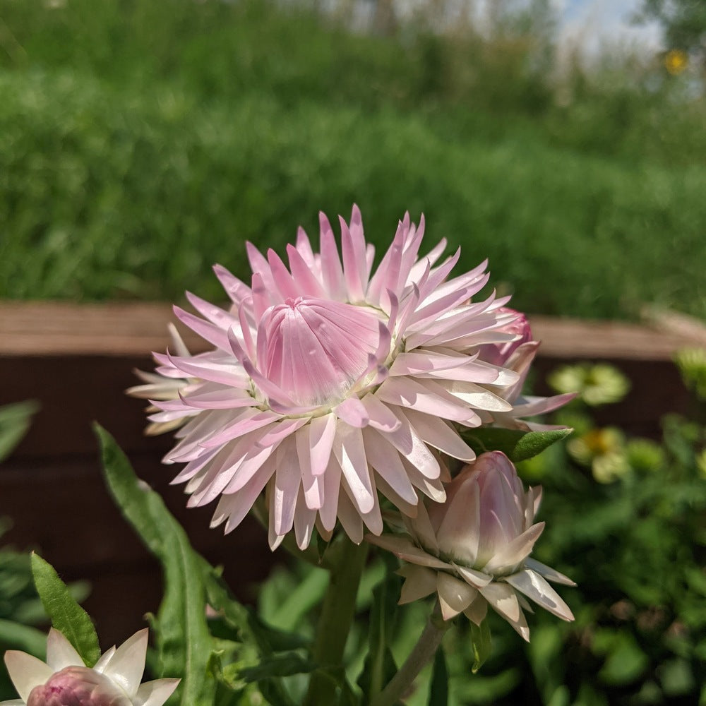 Silvery Rose Strawflower seed packet
