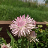 Silvery Rose Strawflower seed packet