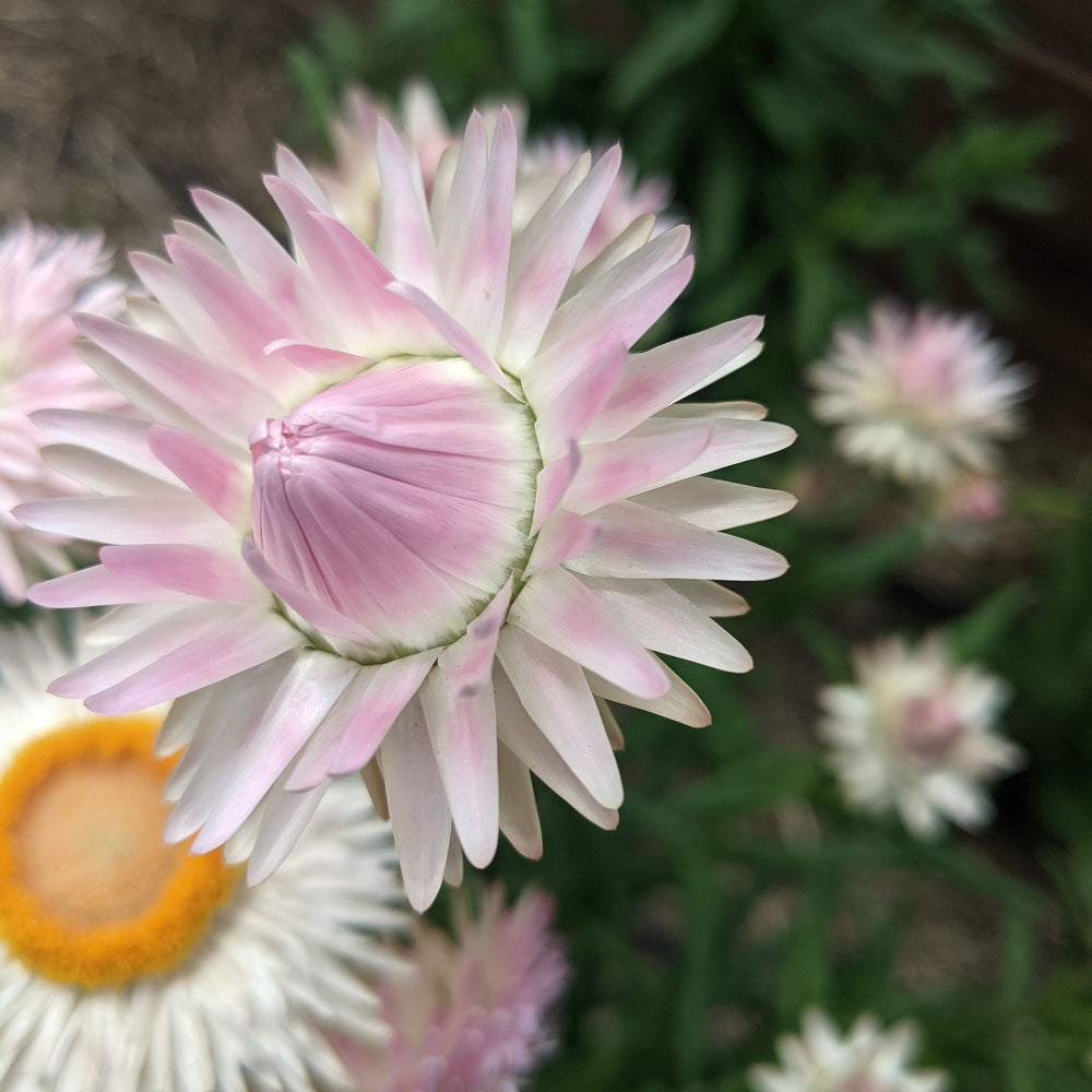 Silvery Rose Strawflower seed packet