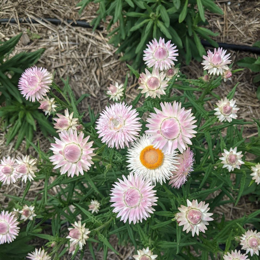 Silvery Rose Strawflower seed packet