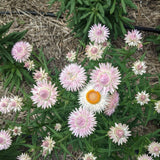 Silvery Rose Strawflower seed packet