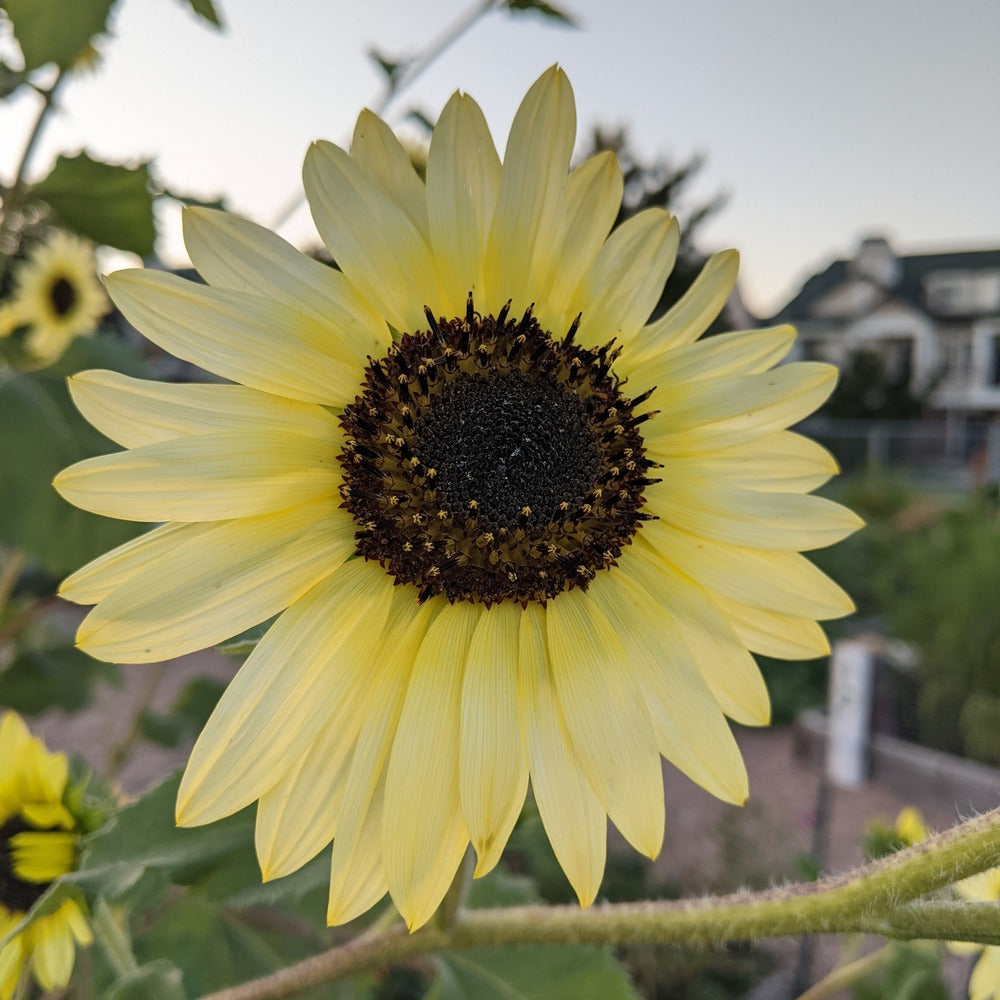Vanilla Ice Pale Yellow Sunflower plants in the garden