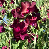 Deep colored Beaujolais sweet pea flowers