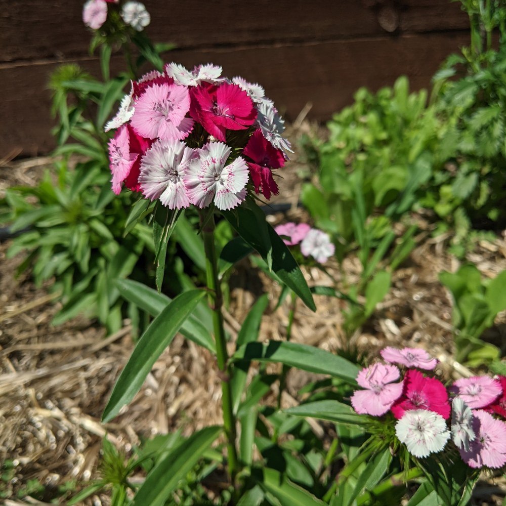 Double Blend Sweet William growing in a garden