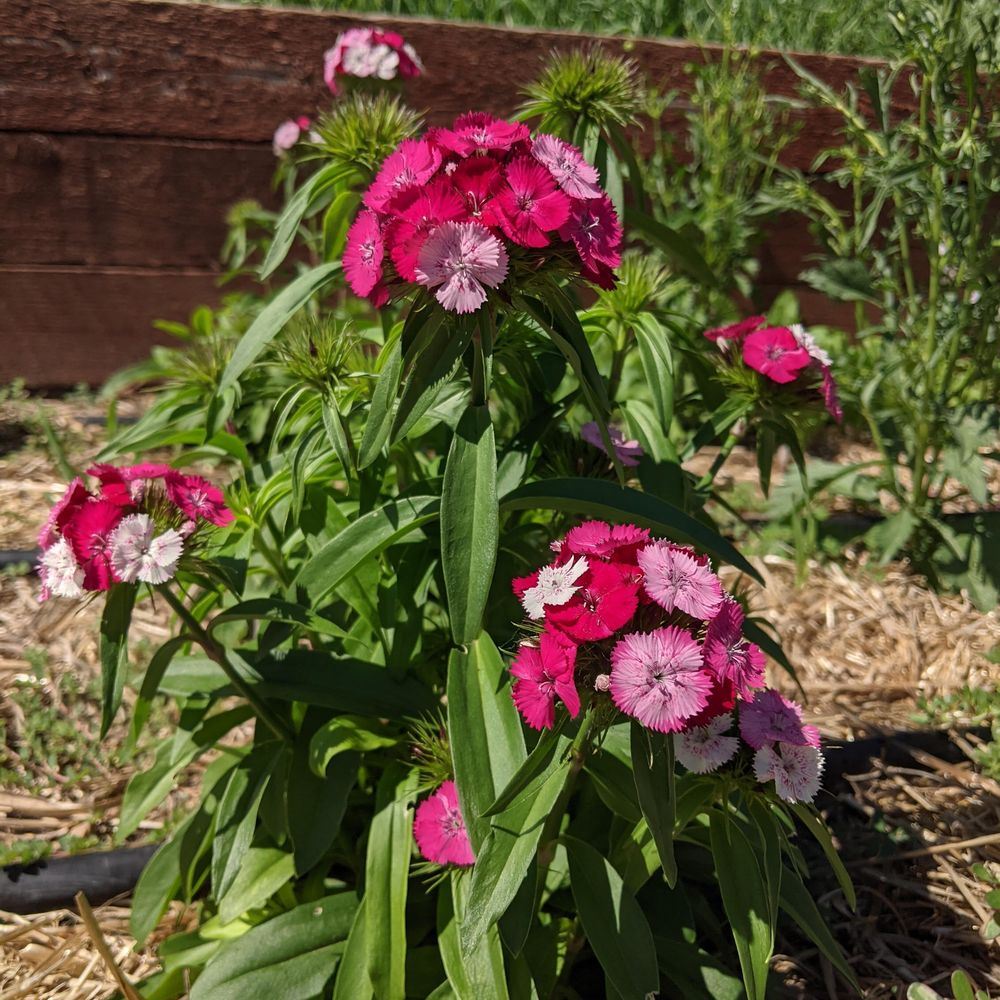 Sweet Rose Magic Sweet William seed packet