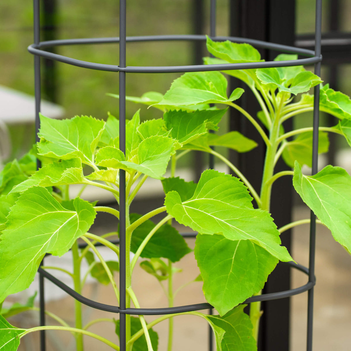Self-Watering Tomato Planter with Adjustable Trellis