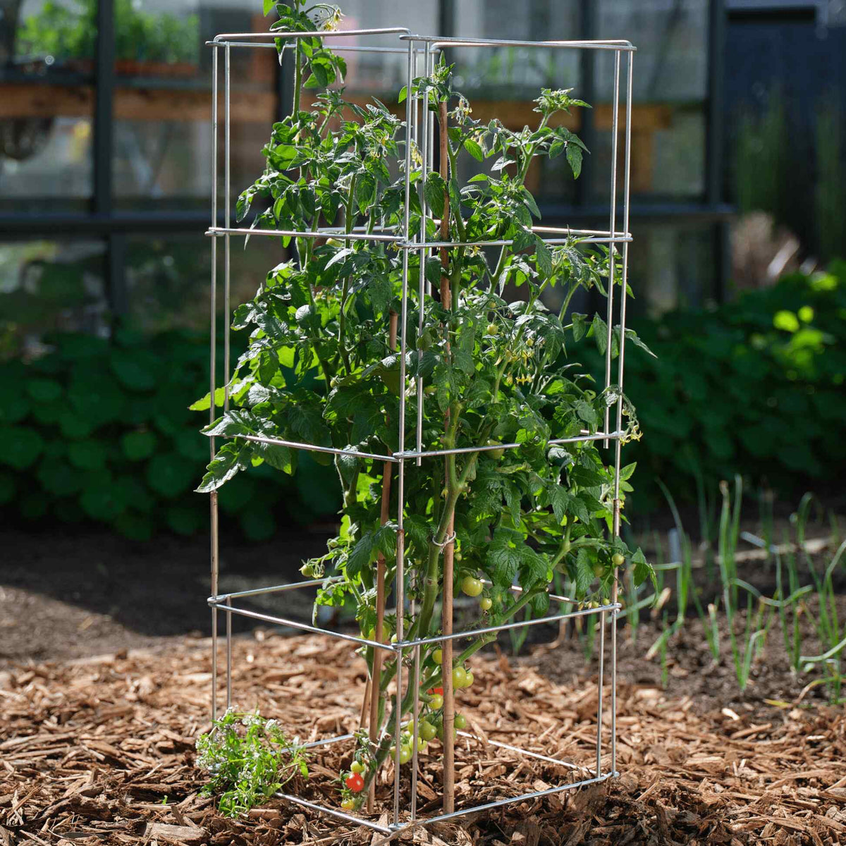Product photo of galvanized steel tomato cage
