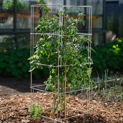 Product photo of galvanized steel tomato cage