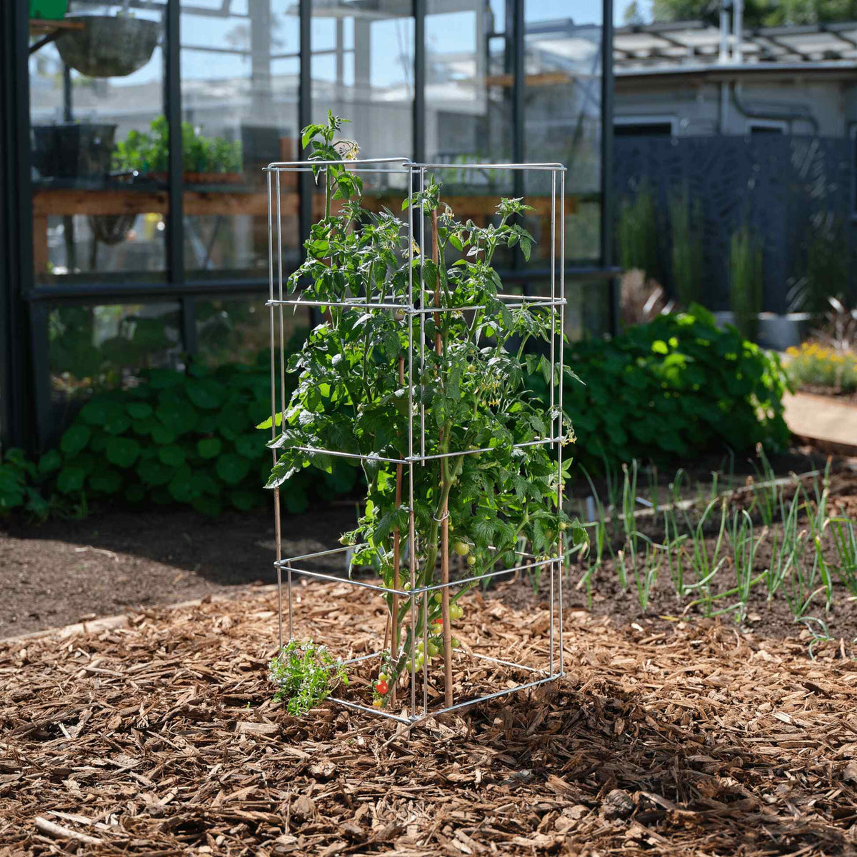Product photo of galvanized steel tomato cage