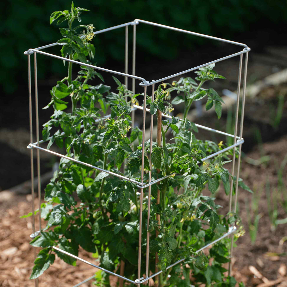 Product photo of galvanized steel tomato cage