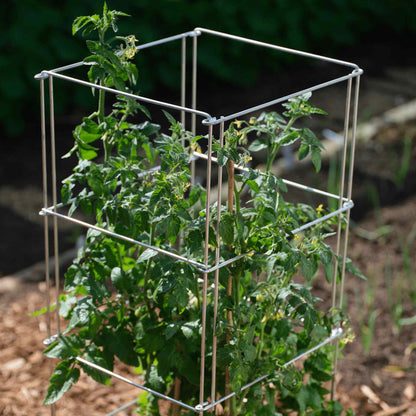 Product photo of galvanized steel tomato cage