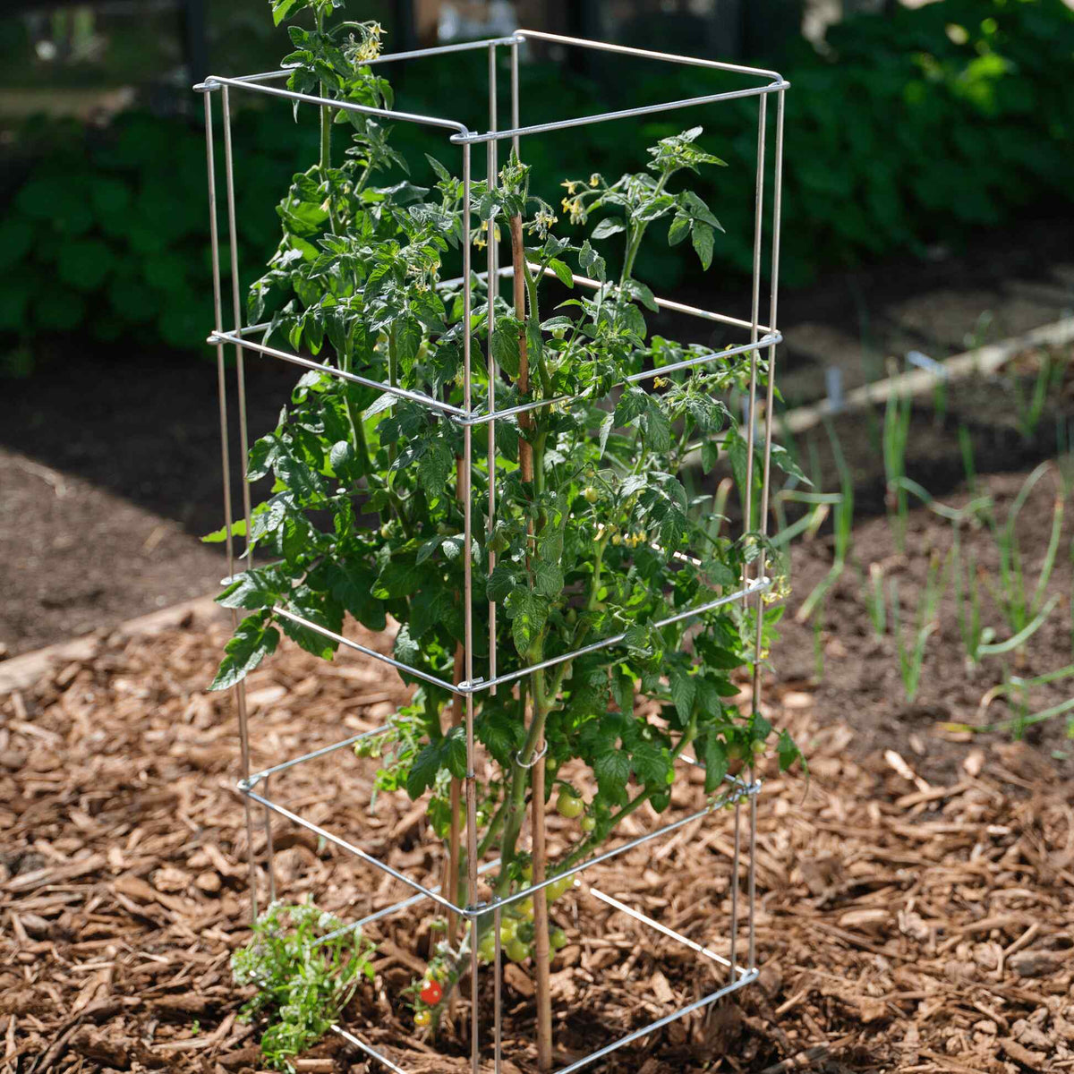 Product photo of galvanized steel tomato cage