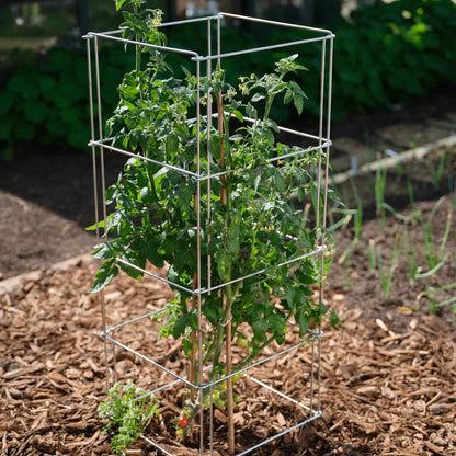 Product photo of galvanized steel tomato cage