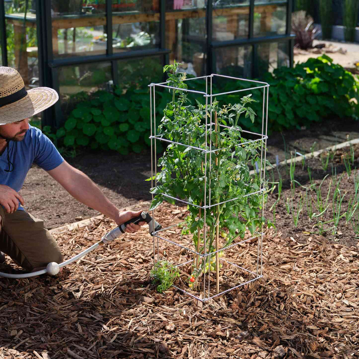 Product photo of galvanized steel tomato cage