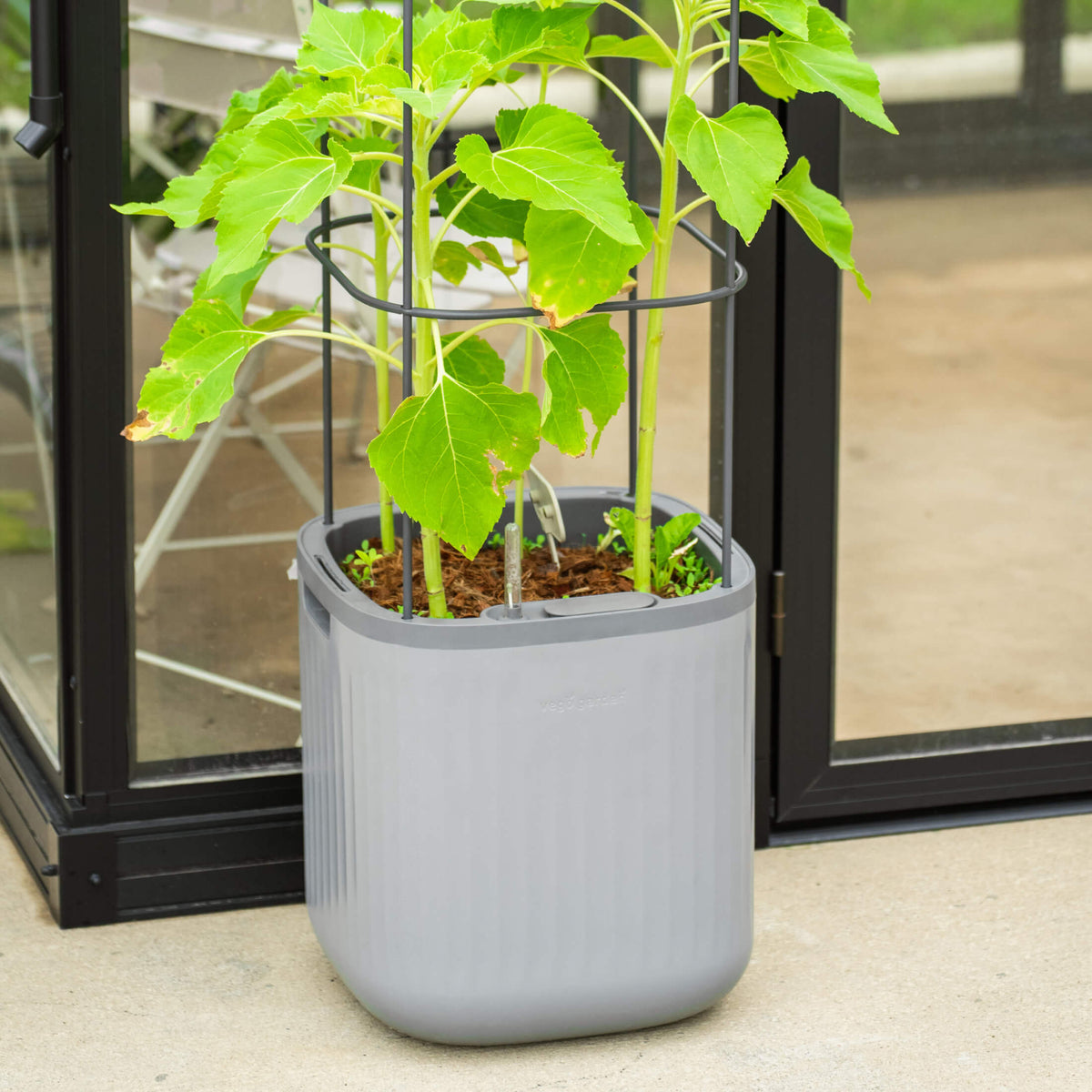 Self-Watering Tomato Planter with Adjustable Trellis
